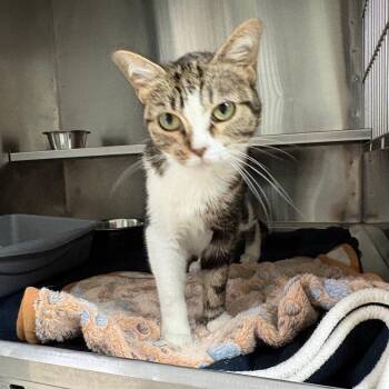 Domestic Short Hair Cats Available for Adoption in Springfield, Illinois - Karla | PetCurious