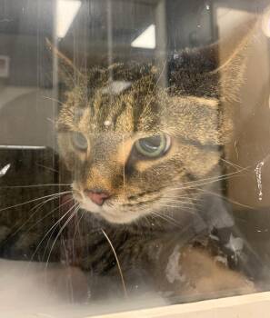 Sissy -  Domestic Short Hair Cat for Adoption in Greenfield, Indiana - Sissy | PetCurious