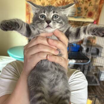 Domestic Short Hair Cats Available for Adoption in Colcord, Oklahoma - Gomer | PetCurious
