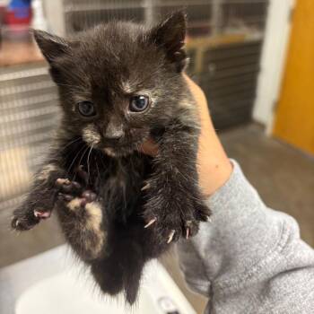 Domestic Short Hair Cats Available for Adoption in Ottawa, Kansas - Brat | PetCurious