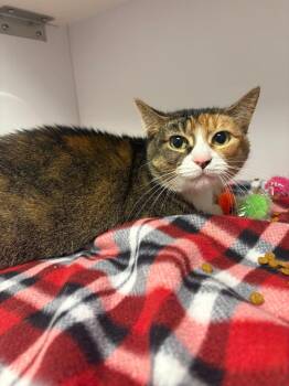 Domestic Short Hair Cats Available for Adoption in Bolivar, Missouri - Chaos | PetCurious