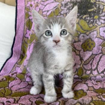 Domestic Short Hair Cats Available for Adoption in Tucson, Arizona - Gus | PetCurious