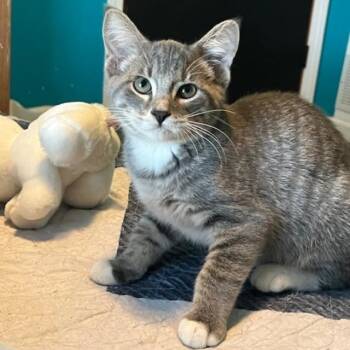 Rescue Domestic Short Hair Cats for Adoption in Woodstock, Illinois - Morton | PetCurious