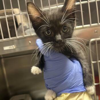 Thorn -  Domestic Short Hair Cat for Adoption in Salt Lake City, Utah - Thorn | PetCurious