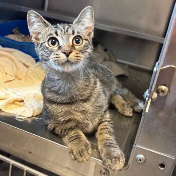 Crunchwrap -  Domestic Short Hair Cat for Adoption in Bristol, Indiana - Crunchwrap | PetCurious