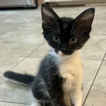Buttercup -  Domestic Short Hair and Tuxedo Cat for Adoption in Columbia, South Carolina - Buttercup | PetCurious