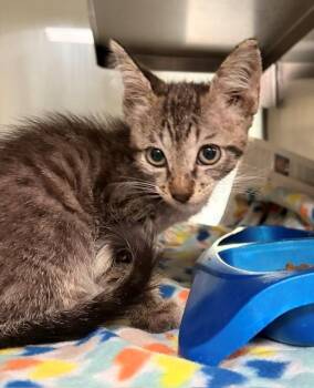 AKAZA -  Domestic Short Hair Cat for Adoption in Baytown, Texas - AKAZA | PetCurious