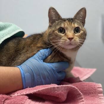 Rescue Domestic Short Hair Cats for Adoption in Riverside, California - Ginger | PetCurious