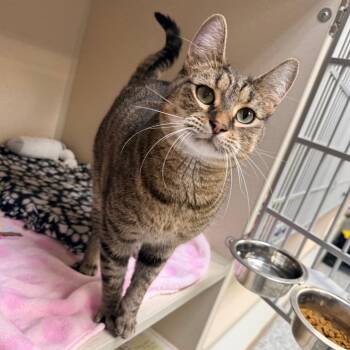 Anakin -  Domestic Short Hair Cat for Adoption in Great Falls, Montana - Anakin | PetCurious