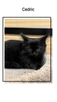 Cedric -  Domestic Short Hair Cat for Adoption in Caistor Centre, Ontario - Cedric | PetCurious