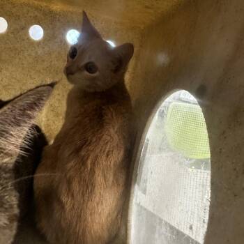 Domestic Short Hair Cats Available for Adoption in Philadelphia, Pennsylvania - Cola | PetCurious