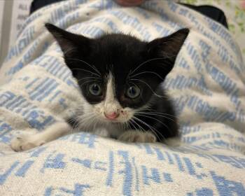 MITZY -  Domestic Short Hair Cat for Adoption in Rosenberg, Texas - MITZY | PetCurious