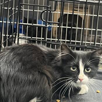 Kismet -  Domestic Long Hair Cat for Adoption in Idaho Falls, Idaho - Kismet | PetCurious