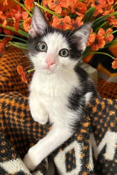 2/18/26 Bruno -  Domestic Short Hair Cat Available for Adoption in Stillwater, Oklahoma - 2/18/26 Bruno | PetCurious