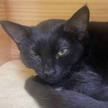 Hashbrown -  Domestic Short Hair Cat for Adoption in New Philadelphia, Ohio - Hashbrown | PetCurious