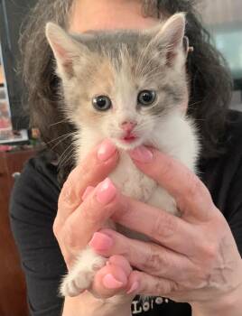 Calico Cats Available for Adoption in Verona, New Jersey - Petunia | PetCurious