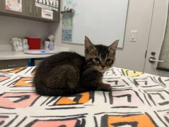 Whisper Behind The Wallpaper -  Domestic Short Hair Cat for Adoption in Kansas City, Missouri - Whisper Behind The Wallpaper | PetCurious