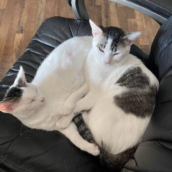 Domestic Short Hair Cats Available for Adoption - Treat | PetCurious