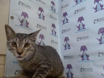Domestic Short Hair Cats Available for Adoption in Orlando, Florida - WARLOCK | PetCurious