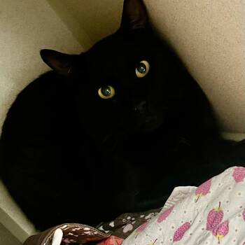 Miller-barn -  Domestic Short Hair Cat for Adoption in Durango, Colorado - Miller-barn | PetCurious