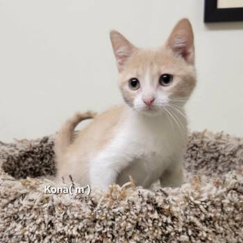 Kona -  Domestic Short Hair Cat for Adoption in Mazon, Illinois - Kona | PetCurious