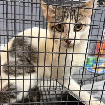TUSC-Wildlife-85550 -  Domestic Short Hair Cat for Adoption in Tuscaloosa, Alabama - TUSC-Wildlife-85550 | PetCurious