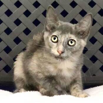 Meowchi -  Domestic Short Hair Cat for Adoption in Midland, Texas - Meowchi | PetCurious