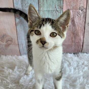 Hope -  Tabby and Domestic Short Hair Cat for Adoption in Greensburg, Pennsylvania - Hope | PetCurious