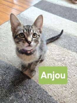 Anjou -  Domestic Short Hair Cat for Adoption in Manhattan, Kansas - Anjou | PetCurious