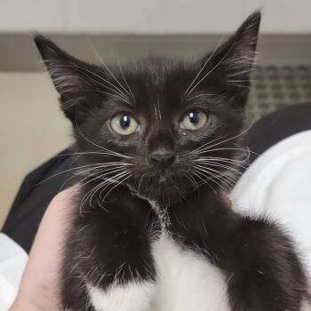 Wren -  Domestic Short Hair Cat Available for Adoption in Sarasota, Florida - Wren | PetCurious