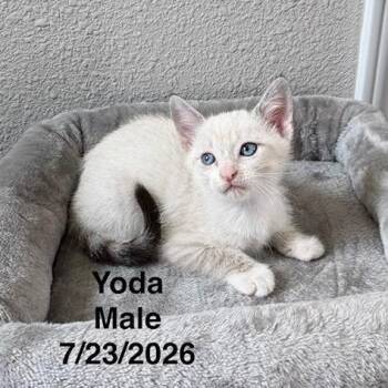 Yoda -  Siamese Cat for Adoption in League City, Texas - Yoda | PetCurious