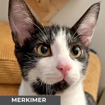 Rescue Domestic Short Hair Cats for Adoption in Toronto, Ontario - Merkimer | PetCurious