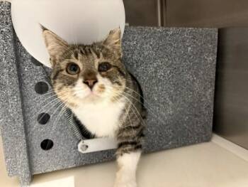 AVON -  Domestic Short Hair Cat for Adoption in Colorado Springs, Colorado - AVON | PetCurious