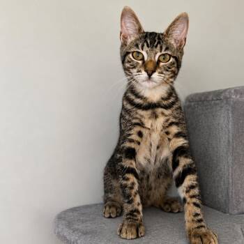 Otto -  Domestic Short Hair and Tabby Cat for Adoption in Fresno, California - Otto | PetCurious