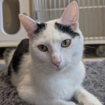 Marceline the Vampire Queen -  Domestic Short Hair Cat for Adoption in Toledo, Ohio - Marceline The Vampire Queen | PetCurious