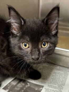 Frank -  Domestic Short Hair Cat for Adoption in Wichita, Kansas - Frank | PetCurious