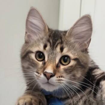 Nugget -  Domestic Long Hair Cat for Adoption in Cumming, Georgia - Nugget | PetCurious