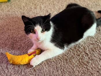 Domestic Short Hair Cats Available for Adoption in Mokena, Illinois - Tux | PetCurious