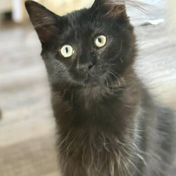 Phoebe (Neon) -  Domestic Medium Hair Cat for Adoption in Kenai, Alaska - Phoebe (Neon) | PetCurious