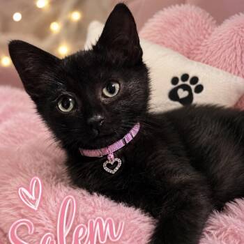 Salem -  Domestic Short Hair Cat for Adoption in Inman, South Carolina - Salem | PetCurious
