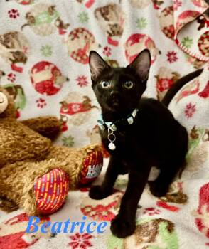 Beatrice -  Domestic Short Hair Cat for Adoption in Deltona, Florida - Beatrice | PetCurious