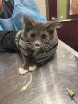 Prada -  Domestic Short Hair Cat for Adoption in Fairfax, Virginia - Prada | PetCurious