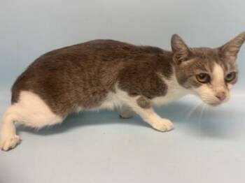 Bacon Bit -  Domestic Short Hair Cat for Adoption in Golden Valley, Minnesota - Bacon Bit | PetCurious