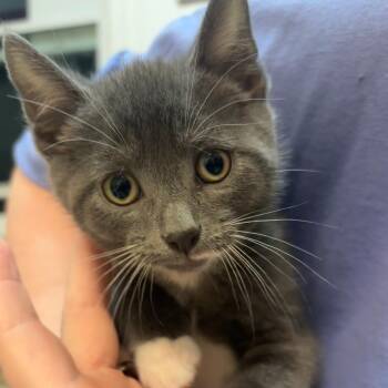 Koopa -  Domestic Short Hair Cat for Adoption in Hopewell, Virginia - Koopa | PetCurious