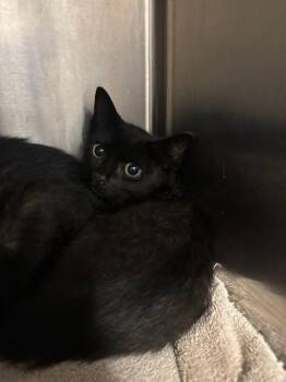DARKRAI -  Domestic Short Hair Cat for Adoption - DARKRAI | PetCurious