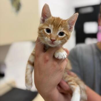 Ash -  Domestic Short Hair Cat for Adoption in Ardmore, Oklahoma - Ash | PetCurious