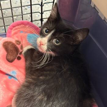 Sly -  Domestic Short Hair Cat for Adoption in Spring Hill, Kansas - Sly | PetCurious