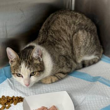 Rescue Domestic Short Hair Cats for Adoption in New York, New York - Bolt | PetCurious