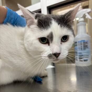 Domestic Short Hair Cats Available for Adoption - Baby Kitty | PetCurious