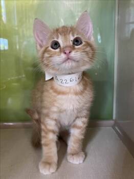 Domestic Short Hair Cats Available for Adoption in Woodland, California - *O